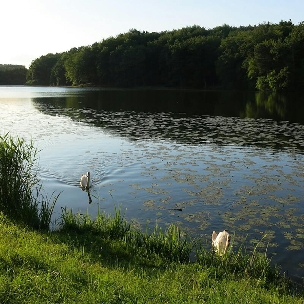 Negova Lake
